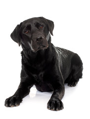 female black labrador retriever