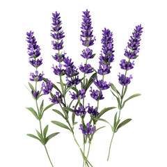 Naklejka premium A bouquet of vibrant purple lavender flowers, isolated on a transparent background. background removed