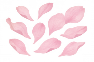 Delicate pink petals gracefully falling against a transparent background, creating a serene and romantic atmosphere
