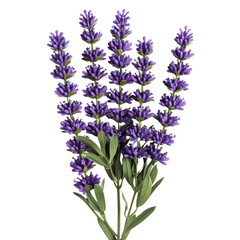 Obraz premium A bunch of vibrant purple lavender flowers with green leaves, isolated on a transparent background. background removed
