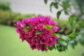 Obraz premium pink hydrangea flowers