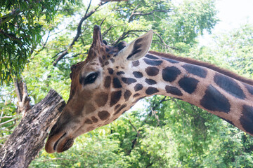 A giraffe with green lush foliage in the background, the tallest living terrestrial animal and the largest ruminant on Earth
