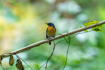 Tickell's blue flycatcher perched on a tree branch against nice green blurred back ground.