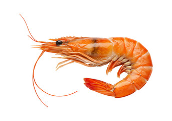 Cooked prawn isolated seafood cuisine gourmet ingredient