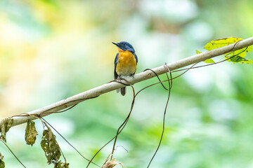 Tickell's blue flycatcher perched on a tree branch against nice green blurred back ground.