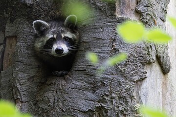 Waschb&auml;r schaut aus H&ouml;hle