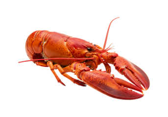 Cooked red lobster isolated gourmet seafood dish