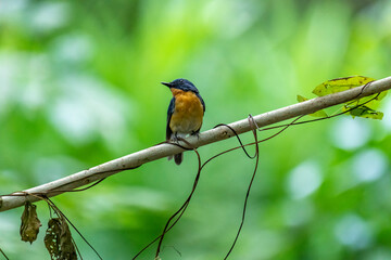 Tickell's blue flycatcher perched on a tree branch against nice green blurred back ground.