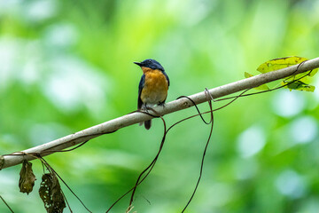 Tickell's blue flycatcher perched on a tree branch against nice green blurred back ground.
