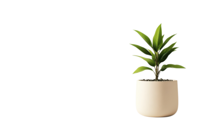 A small green plant sits in a simple white pot, brightening up a minimalist interior space filled with natural light