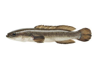 Fototapeta premium Isolated fish with brown and gray scales on a transparent background wildlife photography