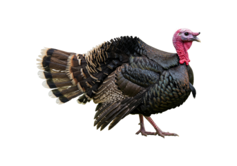 Majestic turkey close up isolated on transparent background