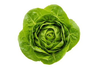 Obraz premium Fresh romaine lettuce head isolated on transparent background produce