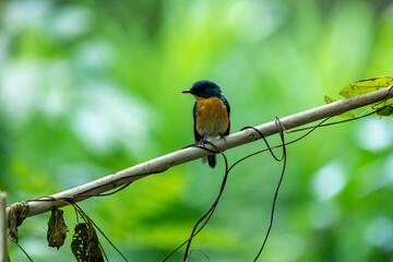 Tickell's blue flycatcher perched on a tree branch against nice green blurred back ground.
