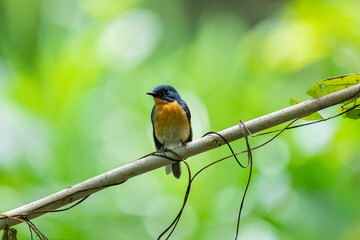 Fototapeta premium Tickell's blue flycatcher perched on a tree branch against nice green blurred back ground.