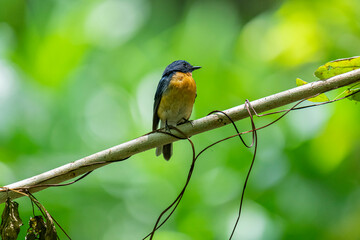 Tickell's blue flycatcher perched on a tree branch against nice green blurred back ground.