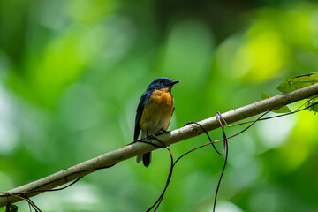 Tickell's blue flycatcher perched on a tree branch against nice green blurred back ground.