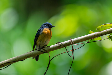 Tickell's blue flycatcher perched on a tree branch against nice green blurred back ground.