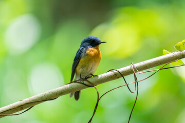 Tickell's blue flycatcher perched on a tree branch against nice green blurred back ground.