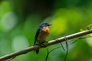 Obraz premium Tickell's blue flycatcher perched on a tree branch against nice green blurred back ground.