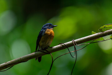 Tickell's blue flycatcher perched on a tree branch against nice green blurred back ground.