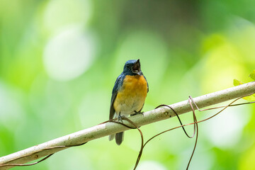 Tickell's blue flycatcher perched on a tree branch against nice green blurred back ground.