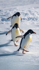 Fototapeta premium Three penguins stride across snowy ice.