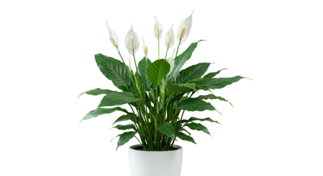 A lush green Peace Lily (Spathiphyllum) plant with broad leaves and white spathes in a minimalist white pot, in a modern interior with soft diffused light and bokeh, concept of wellness and nature