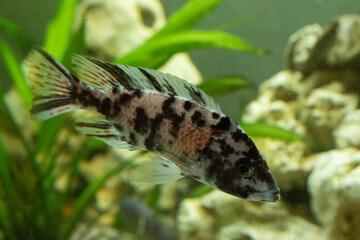 Fototapeta premium fisch goldfisch aquarium wasser