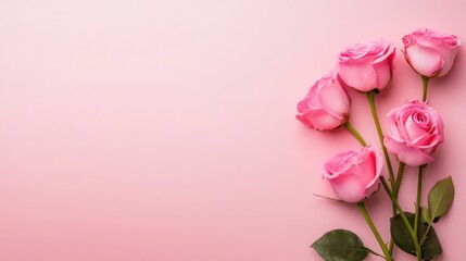 Fototapeta premium Pink Roses on a Soft Pink Background for Elegant Floral Decor