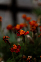 Close-up of blooming garden flowers in natural light, showcasing delicate petals and vibrant colors. Artistic botanical photography with a soft blurred background