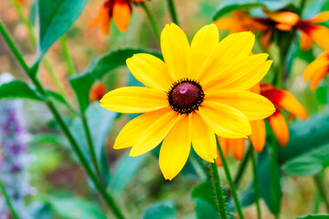 Flowering perennial ornamental rudbeckia, representative of the Asteraceae family.