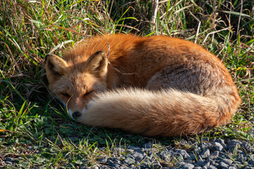 草むらで眠るキタキツネのアップ