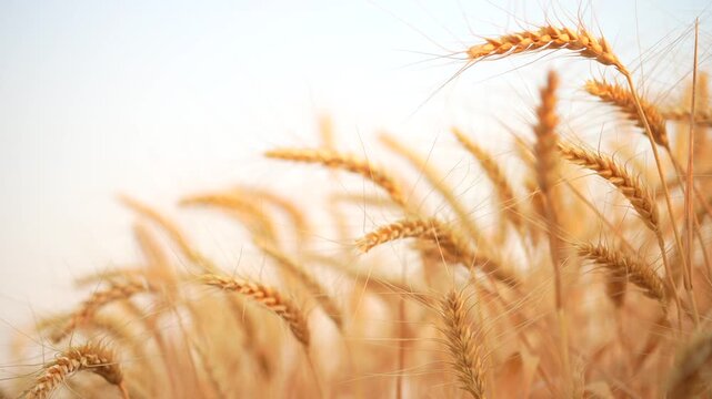 wheat field in summer