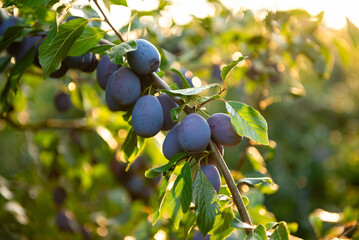 Ripe blue plums on a branch in a sunny orchard