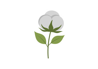 Natural cotton flower bud with green leaves and stem healthy plant fiber source for textile industry