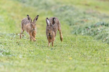 Zwei Feldhasen auf der gem&auml;hten Wiese