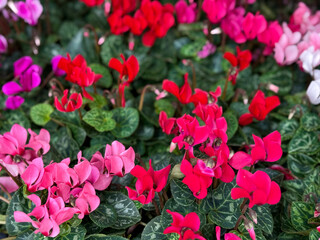 Beautiful multicolored blooming Cyclamen persicum decorative flowers cose up	