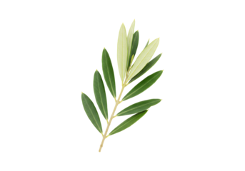 Isolated olive branch with green leaves botanical element