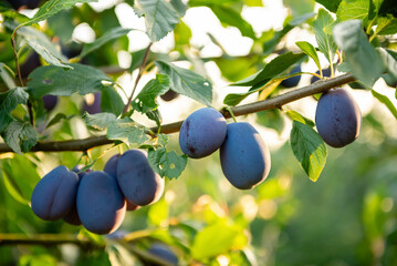 Ripe blue plums on a branch in a sunny orchard
