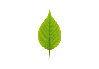 Fototapeta premium Isolated green leaf in high detail natural freshness on white and black
