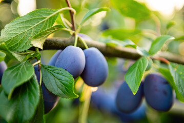 Ripe blue plums on a branch in a sunny orchard