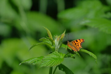 Vibrant orange butterfly perched delicately on green foliage, surrounded by lush vegetation,...