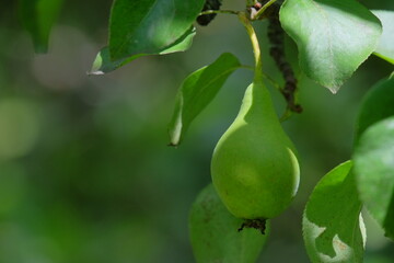 Green pear hanging from a branch surrounded by lush green leaves, illuminated by soft sunlight, showcasing the beauty of nature and fruit growth in a serene environment