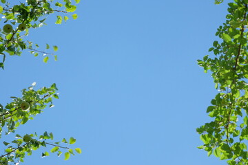 Lush green leaves frame a clear blue sky, creating a serene atmosphere, inviting a sense of peace and tranquility in nature's embrace, ideal for relaxation and reflection