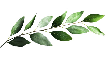 Obraz premium A branch with vibrant green leaves of different shapes and sizes is displayed against a bright white background