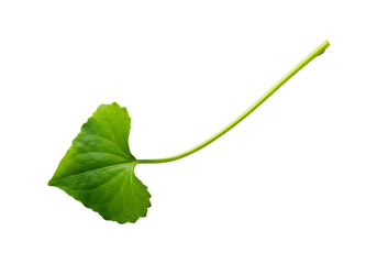Fototapeta premium Vibrant green leaf isolated on transparent background natural botanical element