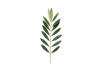 Botanical sprig illustration green leaf stem branch minimal nature element