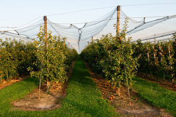 Apple orchard with protective netting during harvest season