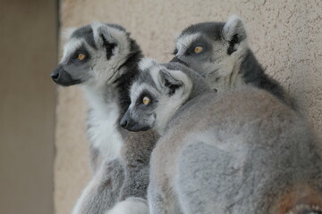 Three Ring-Tailed Lemurs Resting Together